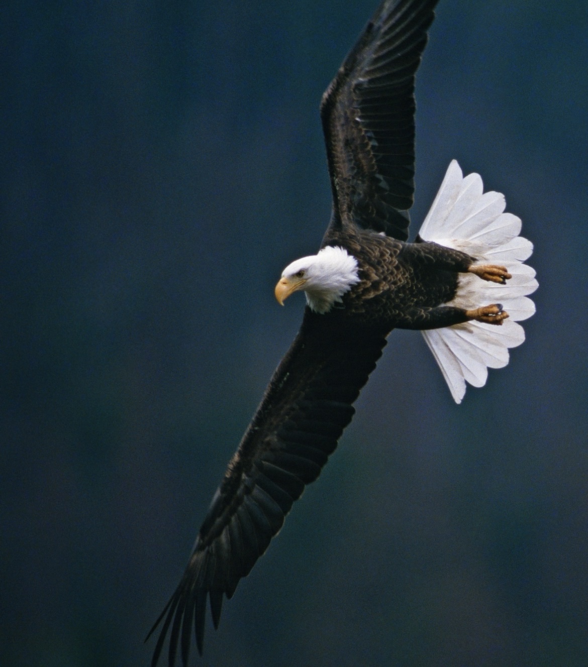 A TEACHERble Moment: The Animals in Erykah